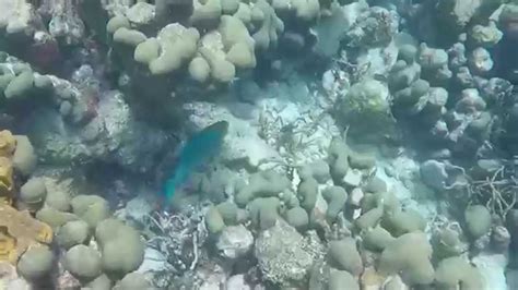 Buccoo Reef Snorkeling - YouTube