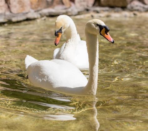 Premium Photo | Swan floating on lake