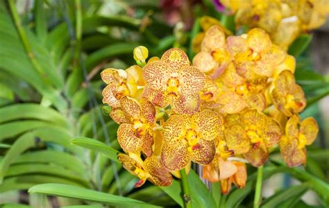 The Yellow Hybrid Vanda Orchid Stock Image - Image of dendrobium, colorful: 29668619