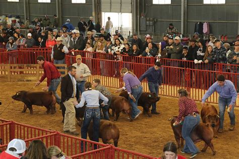 Fort Worth Livestock Show Jr. Barrow Photograph by Sandra Kent | Pixels