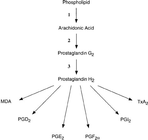 Biosynthesis of prostaglandins. Arachidonic acid, released from... | Download Scientific Diagram