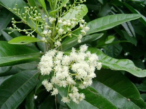 ~ALLSPICE~ Pimenta dioica SPICE TREE Fragrant Leaf Foliage Live small potd Plant | eBay