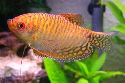 Orange Back Gold Gourami - MEDIUM - Bluegrassaquatics.com