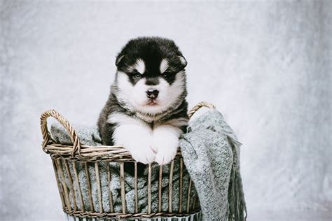 Tìm hiểu về hình nền chó husky ngáo đầy thú vị