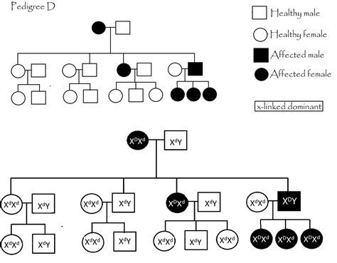 Pedigree D is most likely X-linked dominant. What is/are the genotype(s ...