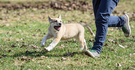 Dog off-leash areas | City of Vancouver