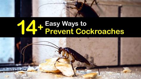 Preventing Cockroaches - Easy Ways to Implement Roach Control