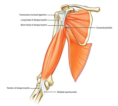 Easy Notes On 【Muscles of the Upper Arm】Learn in Just 3 Minutes!