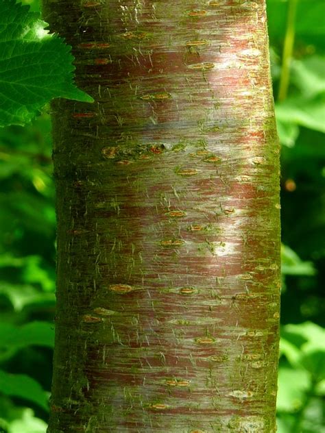 Prunus avium (Wild Cherry) bark - a photo on Flickriver