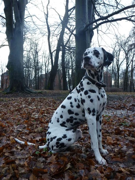 Dalmatian Lika.......so striking...... | Spotty dog, Therapy animals ...