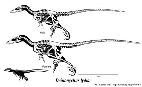 Deinonychus Anatomy