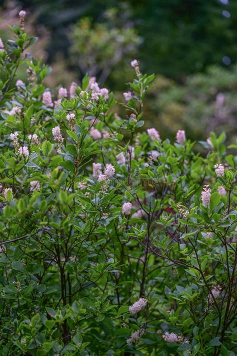 Coastal Sweetpepperbush Clethra Alnifolia Pink Spire Pink Flowering ...