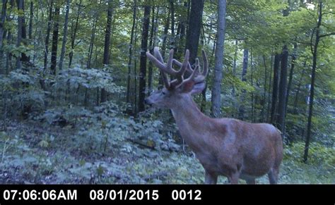 Trail Camera Photos: Big Bucks in Daylight! - Big Deer