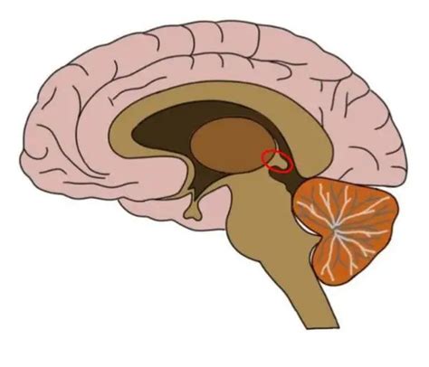 Epithalamus Diagram