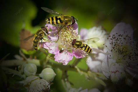 Fondo Tres Hoverflies En Insectos De Plantas De Flores De Zarza Foto E Imagen Para Descarga ...