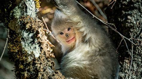 Yunnan de China reporta más de 3.800 ejemplares de monos de pelaje ...