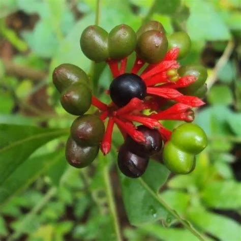 Sarpagandha Medicinal Plant at Rs 3/piece | Rauvolfia Serpentina in ...