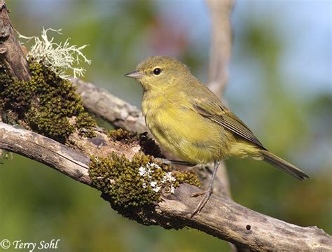 Orange-crowned Warbler - South Dakota Birds and Birding