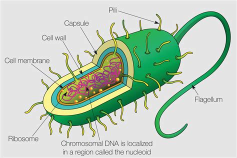 The graphic shows the parts of a bacterium cell. Vector image 12066666 Vector Art at Vecteezy