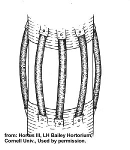 Approach Grafting and Inarching | Grafting, Grafting plants, Grafting fruit trees