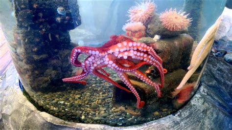 Octopus In A Tank - YouTube