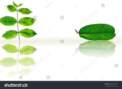 12 Niyog Tree Images, Stock Photos & Vectors | Shutterstock