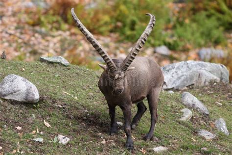 Alpine Ibex stock photo. Image of horn, herbivore, horns - 20290830