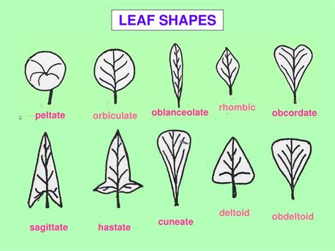 PPT - LEAF MORPHOLOGY PowerPoint Presentation, free download - ID:9505383