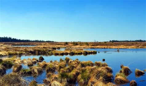 Why do we need Louisiana’s wetlands? (Wetland ecological functions part ...