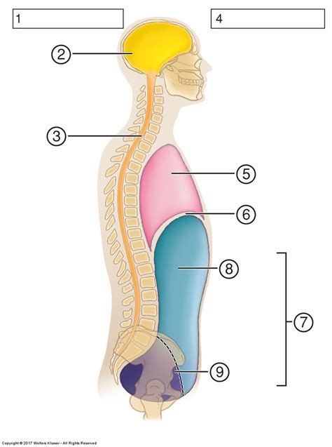 Body Cavities Diagram | Quizlet