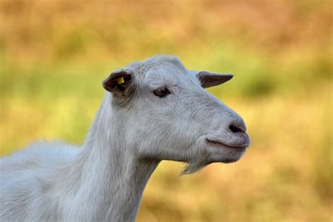 100+ Free Herd Of Goats & Herd Images