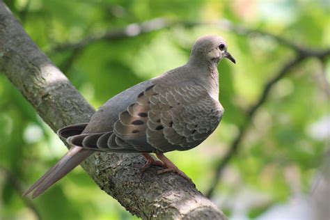 Why Do Birds Sing in Spring? - Birds and Blooms