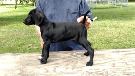 HUNTING DOGS FOR SALE - Gun dogs, Bird Dogs, Field Dogs and Sporting Dogs.