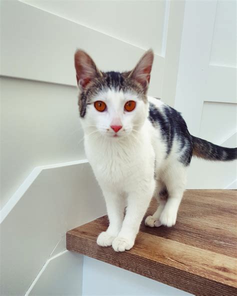 Red eye kitten at the job I am working. Why are it's eyes red? : r/cats