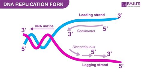 Dna Replication Labeled Diagram