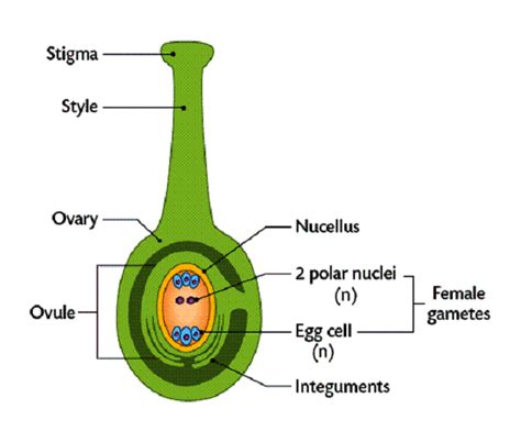 The Structure and Functions of Flowers | Botanica, Plantas, Animacion