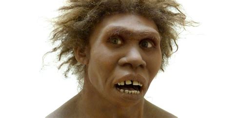 Study: Human ancestor Homo erectus had the stocky chest of a Neanderthal | Tdnews