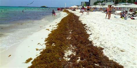 The Summer of Seaweed for the Riviera Maya and Playa Del Carmen ...