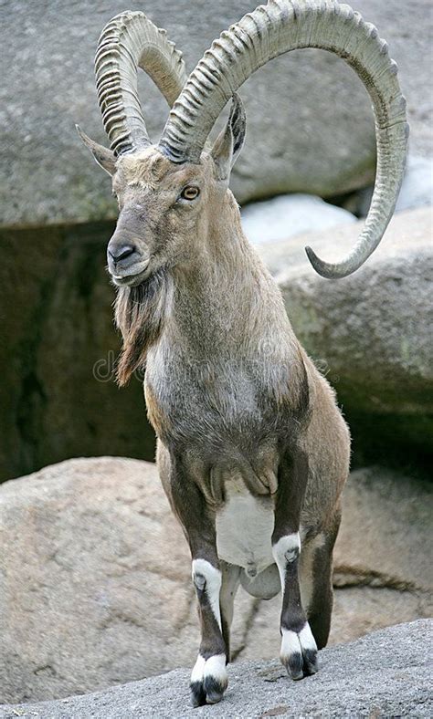 Steenbok 3 van Nubian stock foto. Image of ecologie, savanne - 2637948 ...