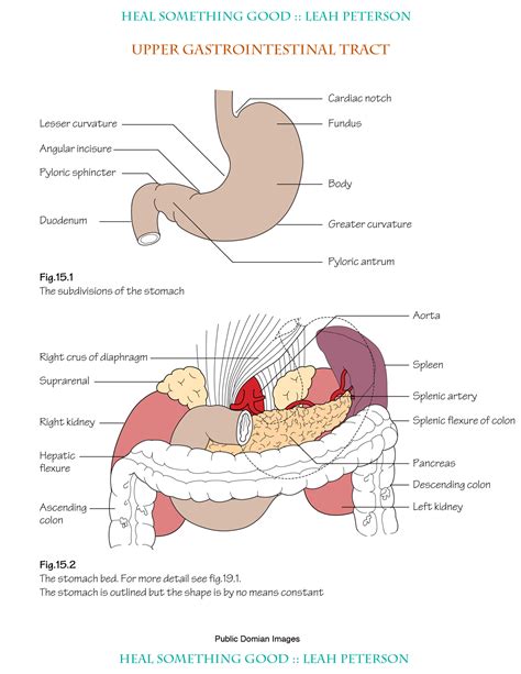 Chart – Upper Gastrointestinal Tract – Heal Something Good