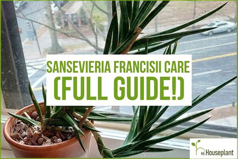 Sansevieria Bacularis Care (FULLY Explained!) - Mr.Houseplant