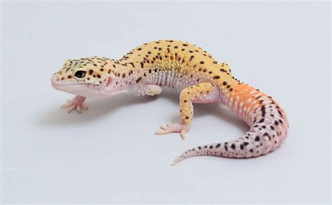 Leopard Gecko Babies - Feliks Zeki