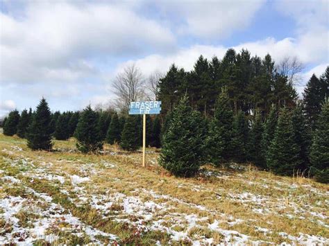 Christmas Tree Farms Near Me: Pennsylvania Christmas Tree Farms 2020