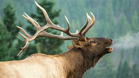 Elk Bugles and Chuckles During Rutting Season - YouTube