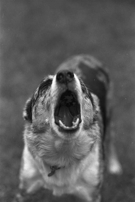 Dog Barking Photos, Download The BEST Free Dog Barking Stock Photos ...