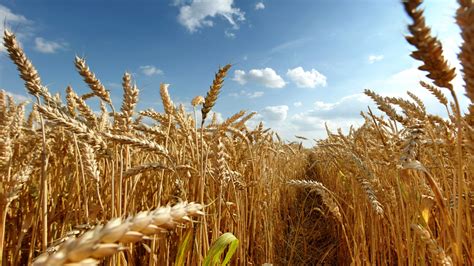 Wallpaper : sunlight, plants, field, crops, wheat, cereal, agriculture ...