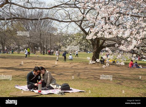 CHERRY BLOSSOM, TOKYO Stock Photo - Alamy