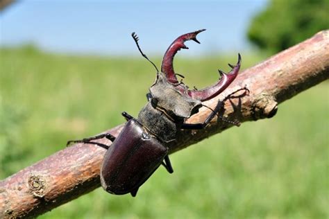 Giant Stag Beetle: Gentle Giants of The Beetle World - What's That Bug?