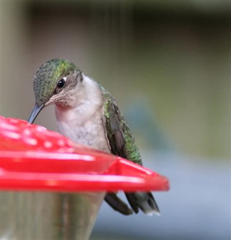 Ruby Throated Hummingbird-female Free Photo Download | FreeImages