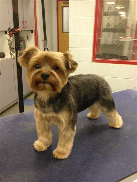 Pin by lizbethandrea1_9247 on yorkshire terrier frisuren | Yorkshire ...